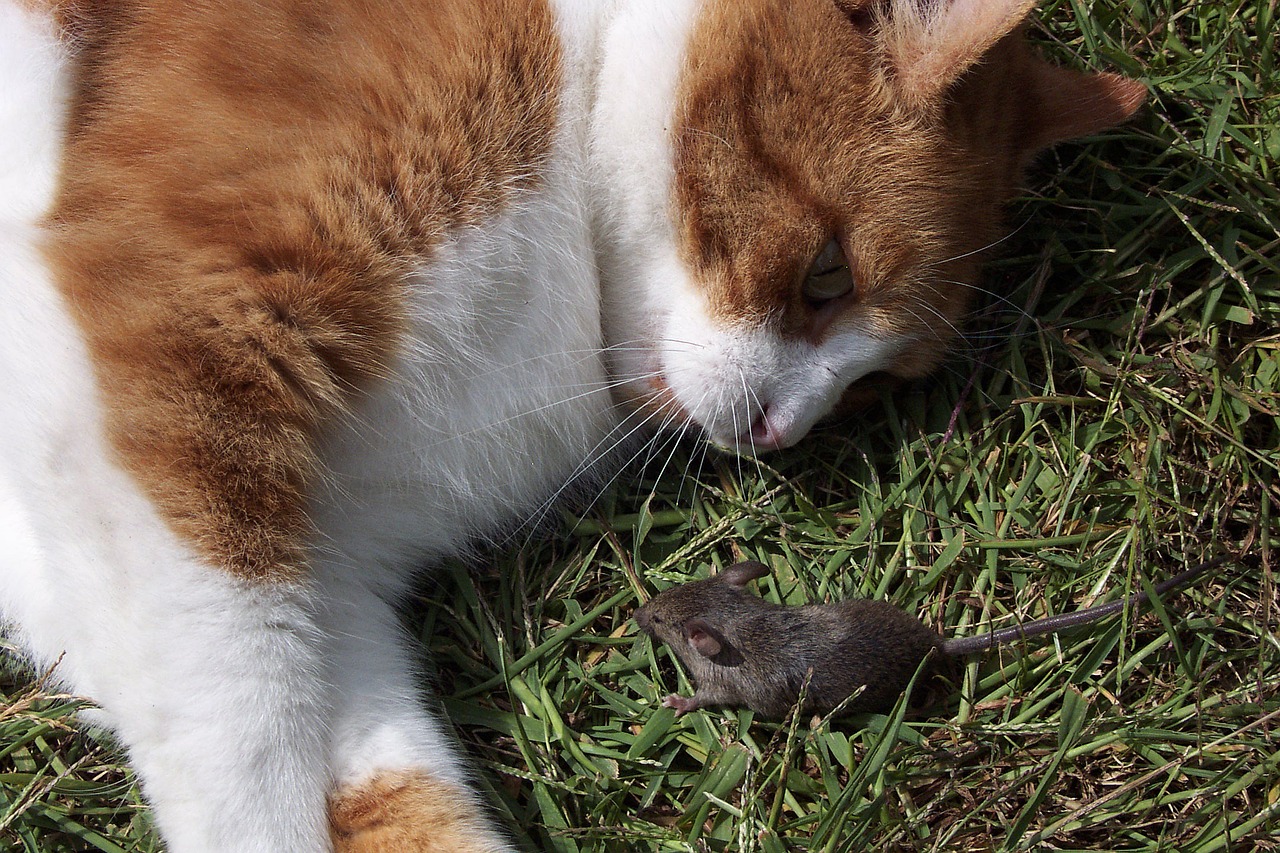 A cat looks at a mouse